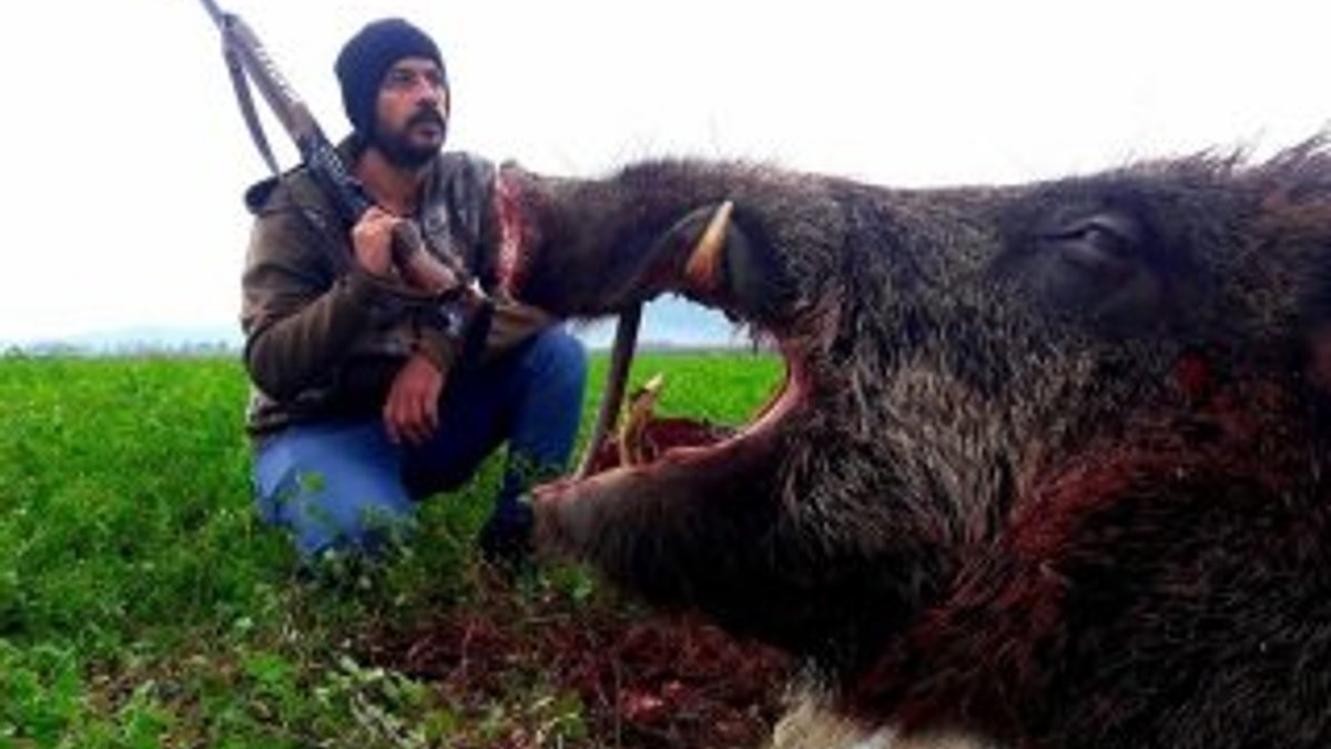 Aydın'da 350 kilogramlık domuz avlandı
