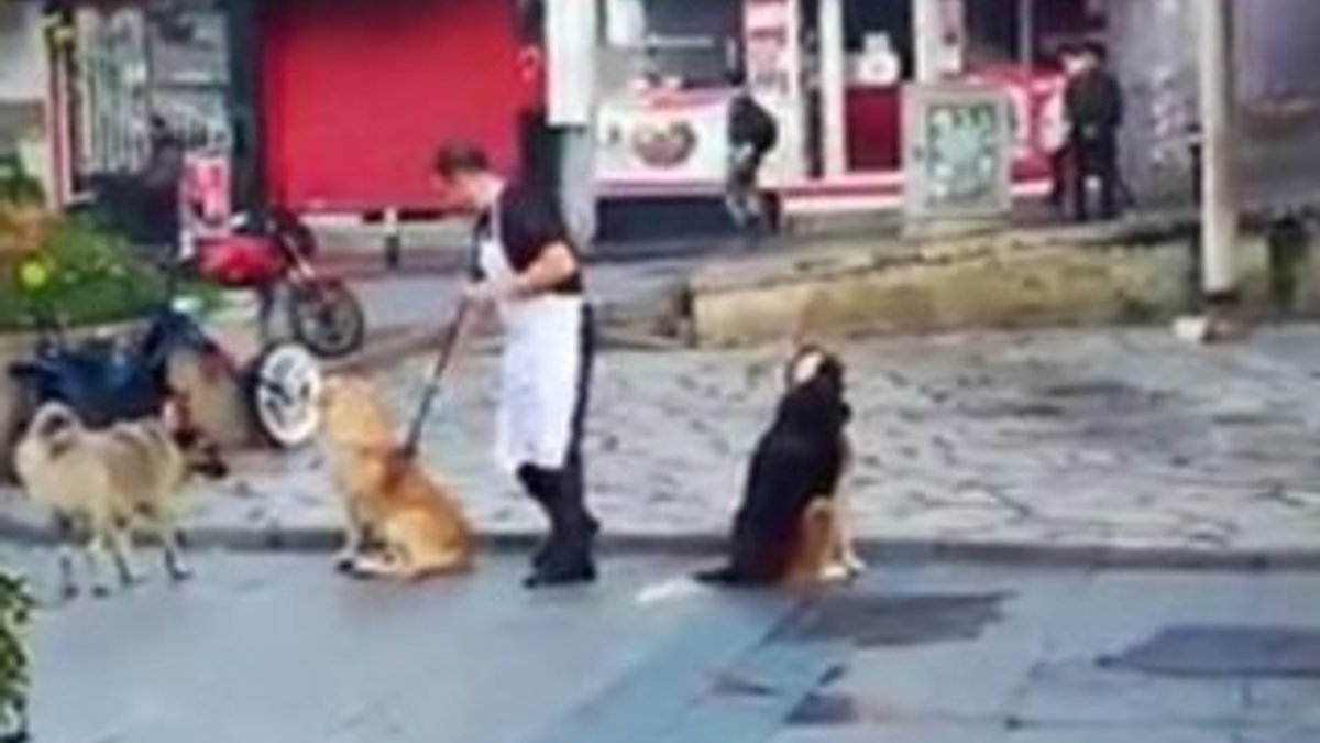Vatandaşın, fırçasıyla köpeklere masaj yaptığı anlar