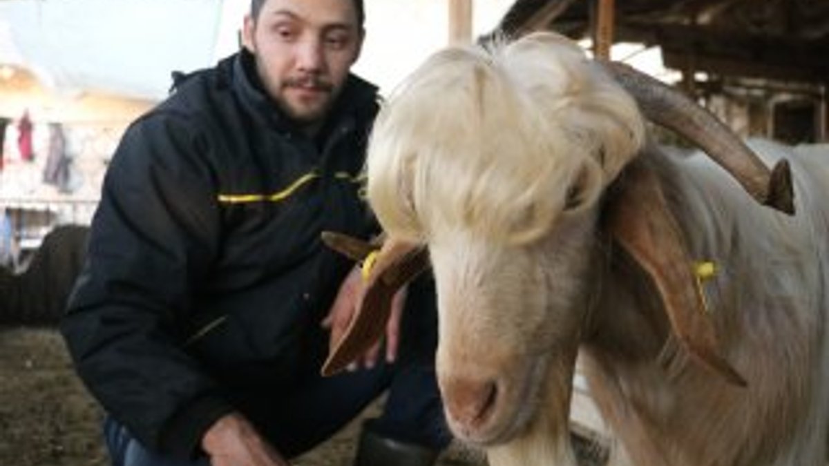 Melezleme yöntemiyle doğan uzun saçlı keçiler