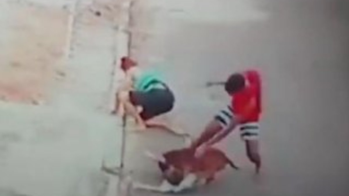 Brezilya'da pitbull, 4 yaşındaki çocuğa saldırdı