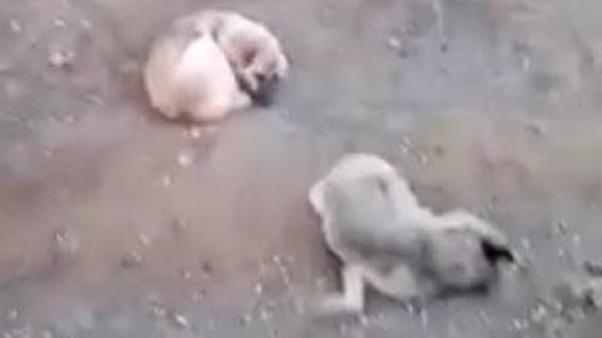 Erkek köpek, ölen dişisini 4 gün boyunca bekledi