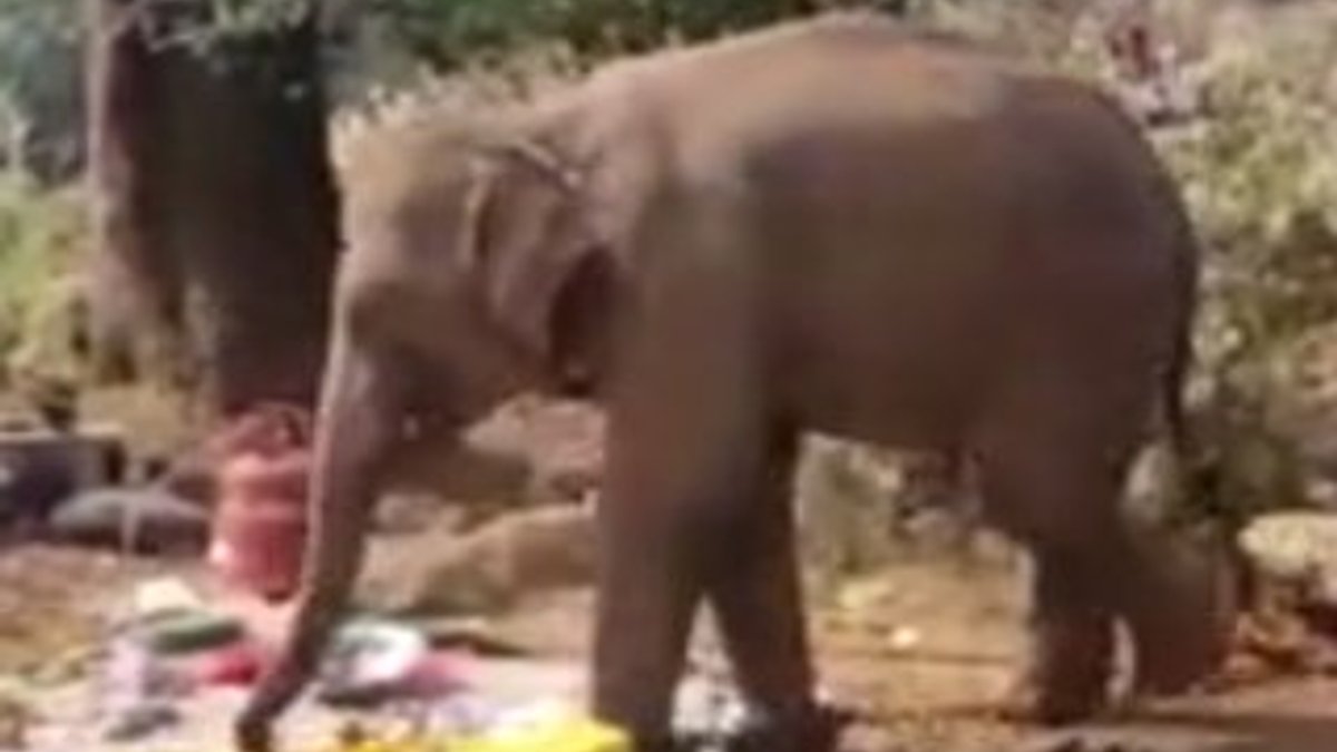 Hindistan'da yemek kokusu alan fil, piknik alanına koştu