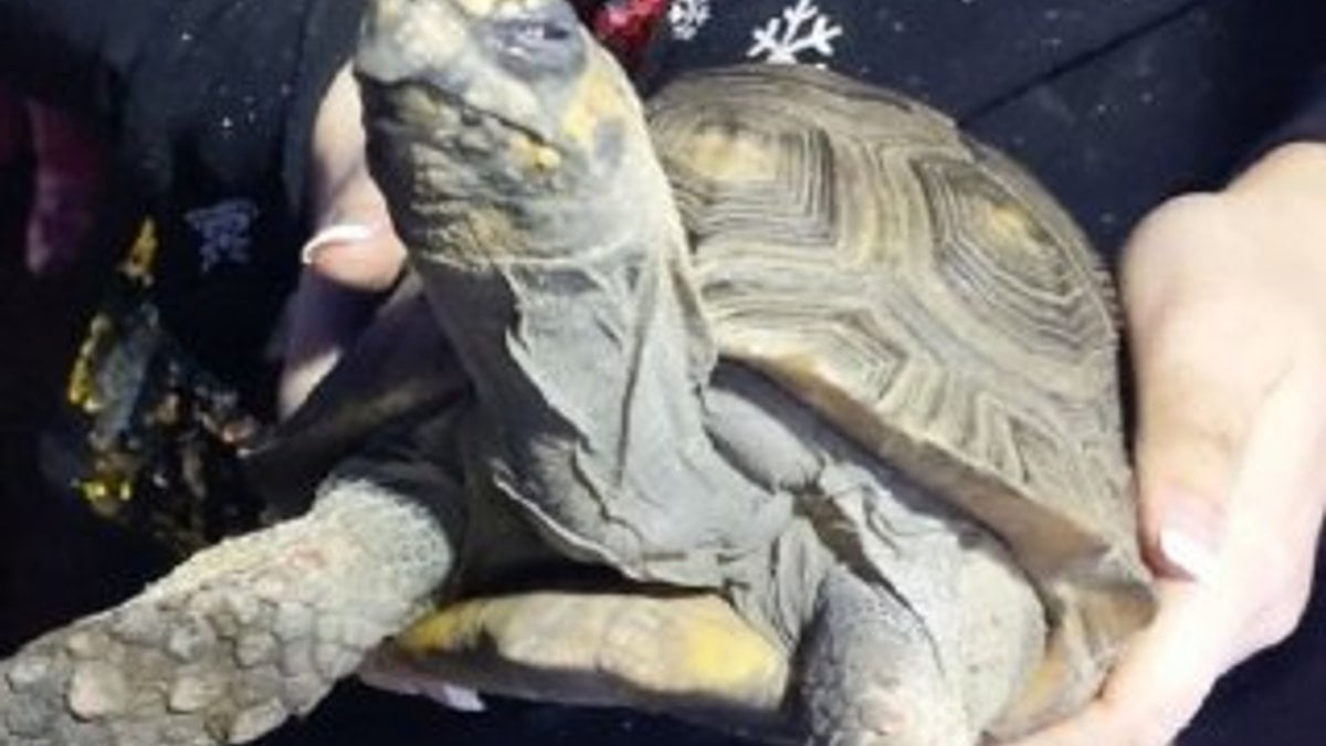 İngiltere'de kızgın kaplumbağa evi ateşe verdi