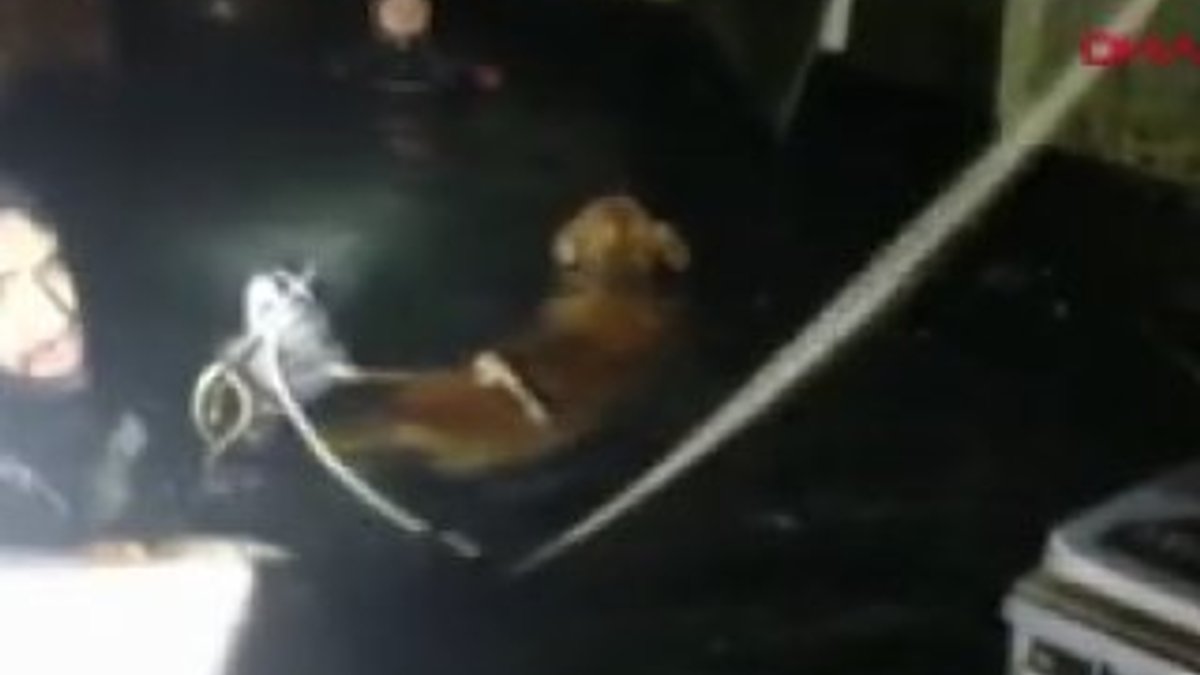 İstanbul'da denize düşen köpeği itfaiye kurtardı