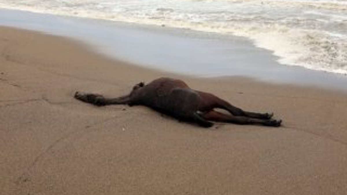 Antalya'da ölü at kıyıya vurdu