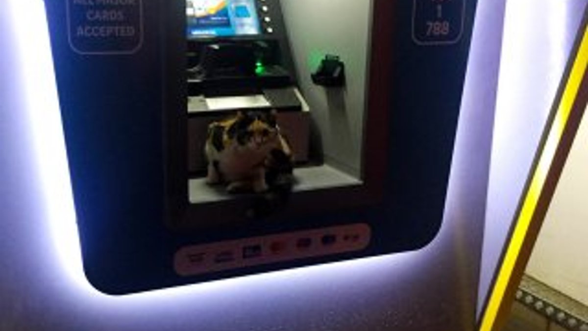 ATM'ye sığınan kedi