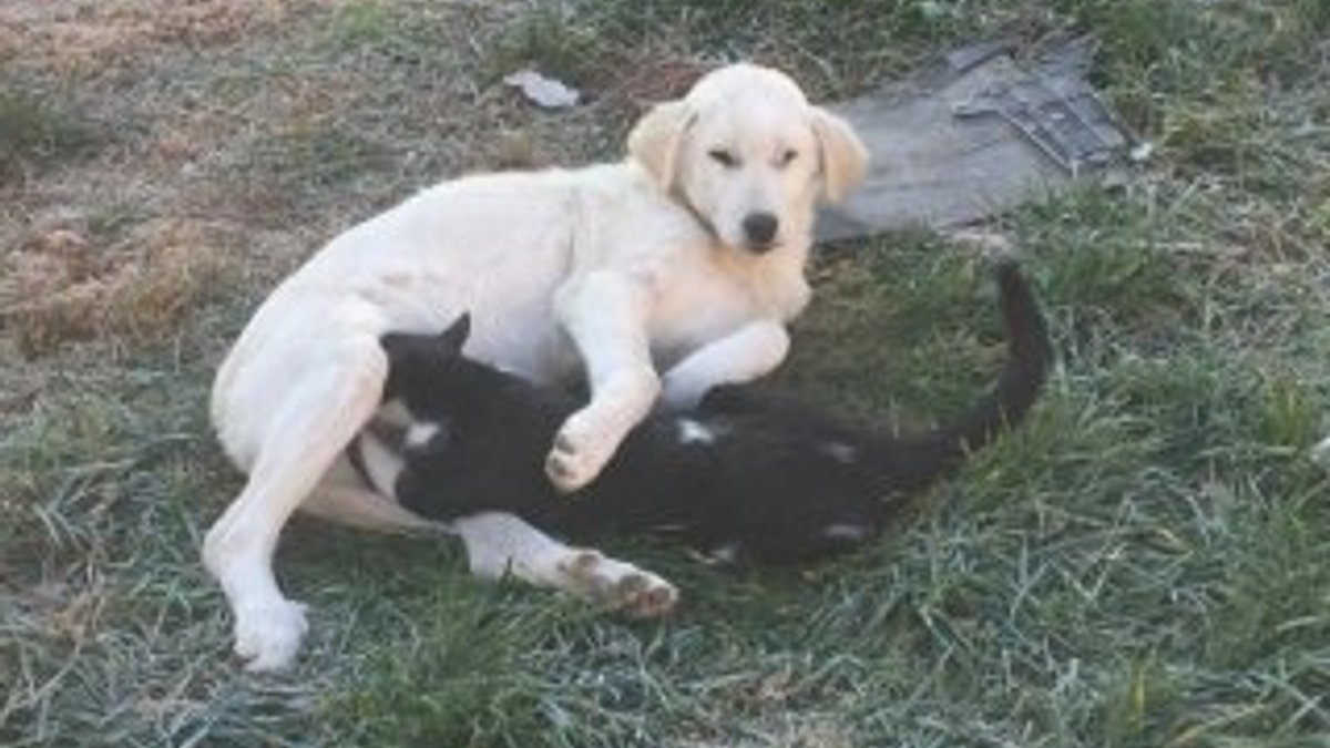Manisa'da köpek ile kedinin dostluğu