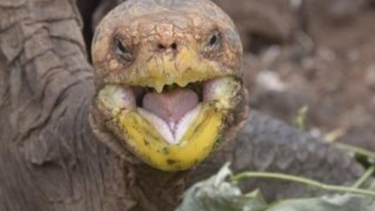 Asırlık kaplumbağa Diego yıllar sonra Galapagos'a dönüyor
