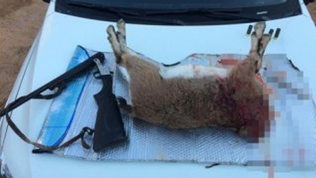 Koruma altındaki dağ keçisini vuran 4 kişi yakalandı