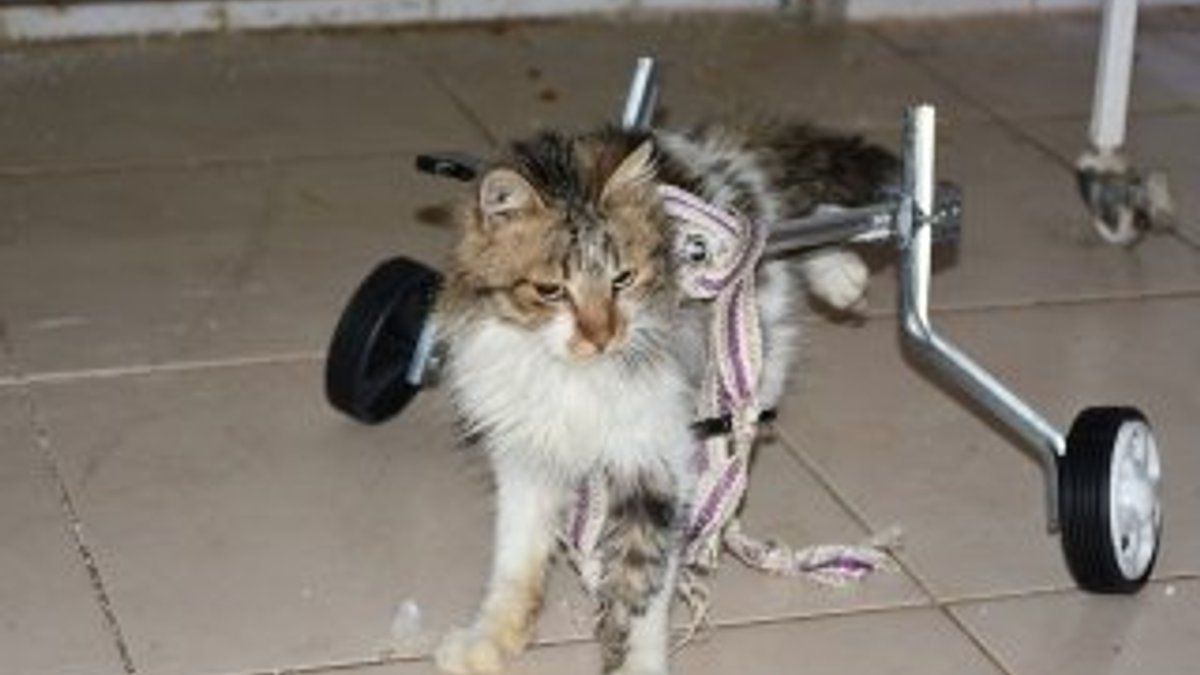 Engelli hayvanlar yürüteçle hayata bağlandı