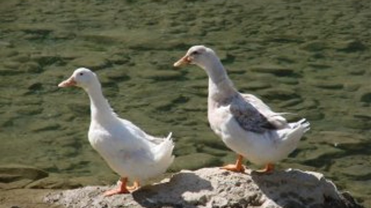 Macaristan'da kuş gribi: 115 bin ördek itlaf edildi