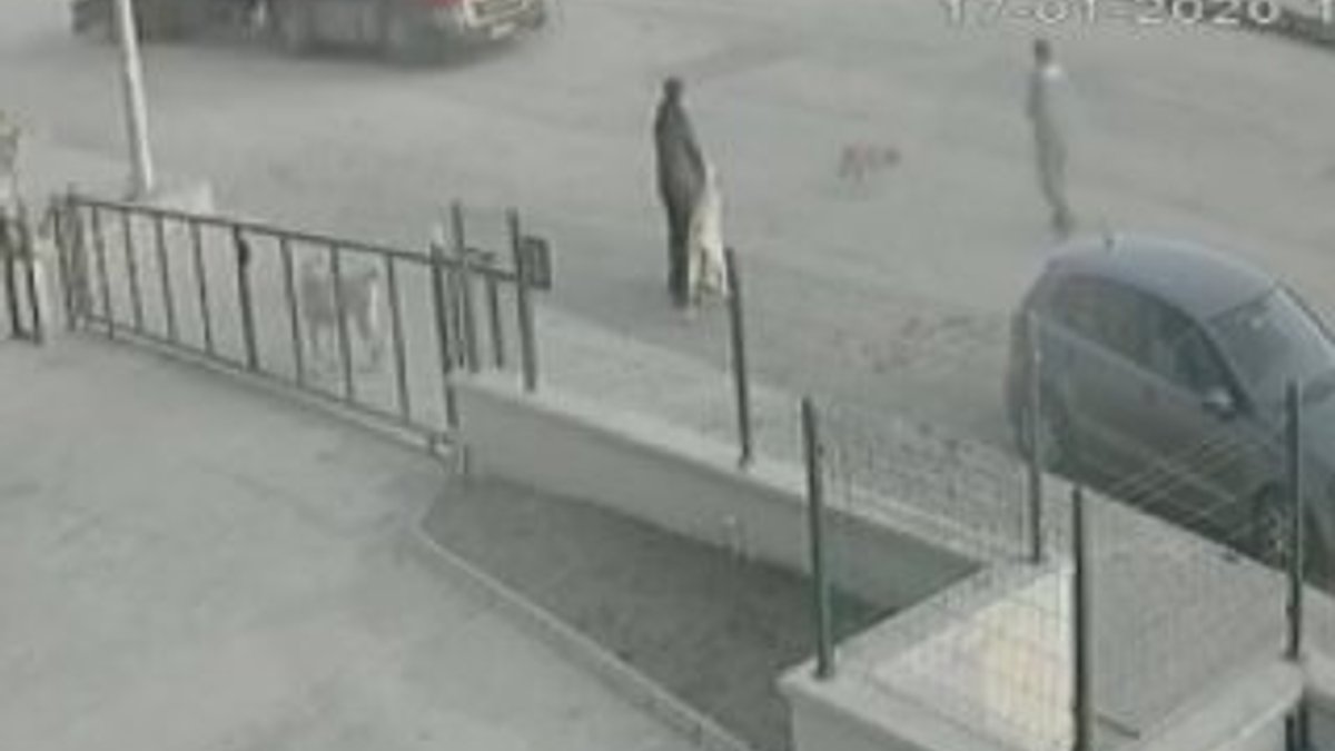 Ankara'da sokak köpeği tırın altında kaldı