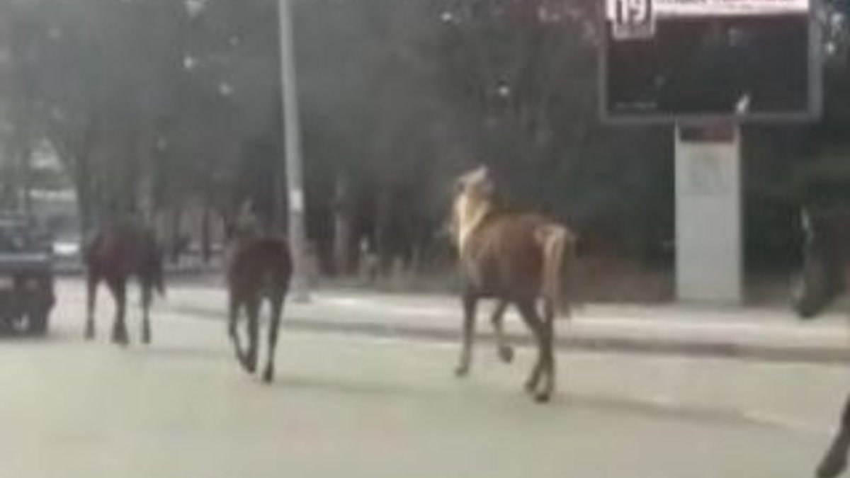 Bursa'da otomobiline bağladığı atları koşturdu