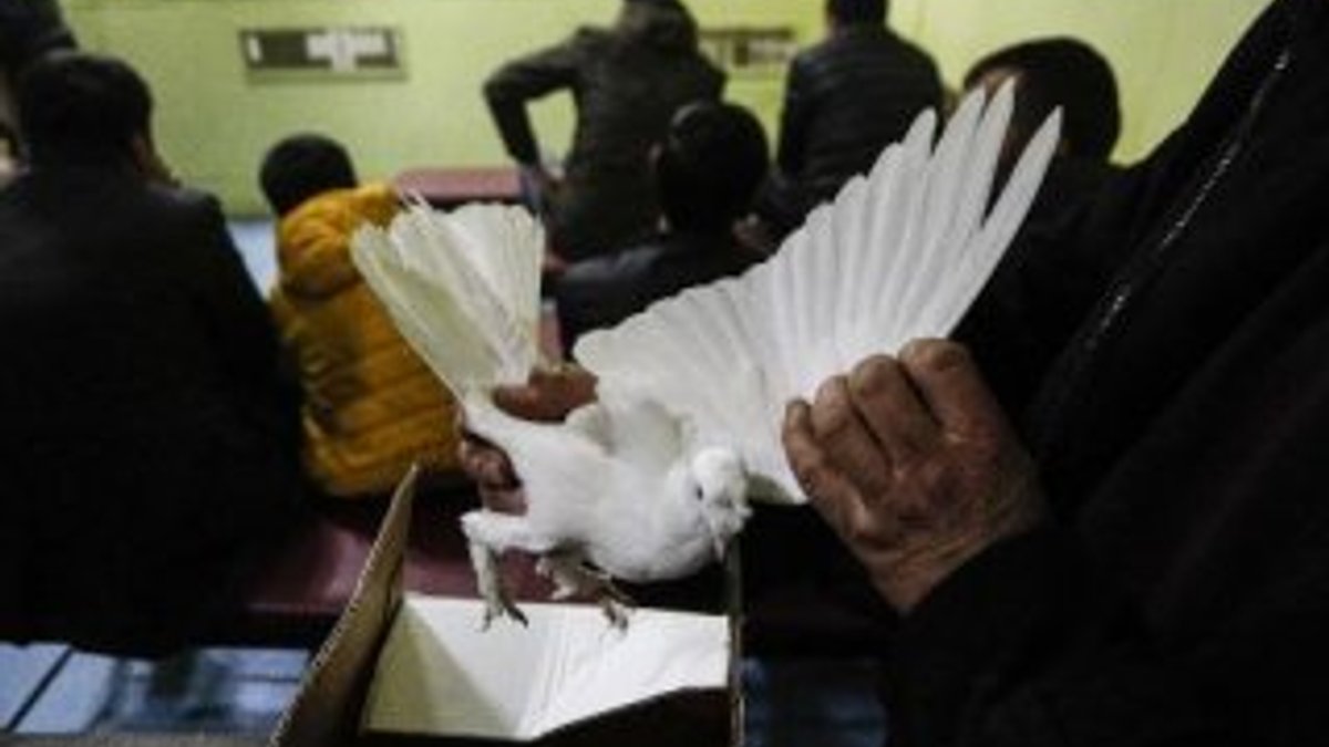 Ankara'da otomobil fiyatına güvercin satılıyor