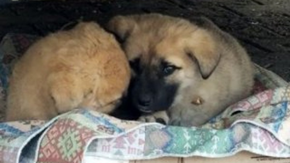 Erzincan'da yavru köpeklerin soğukla mücadelesi