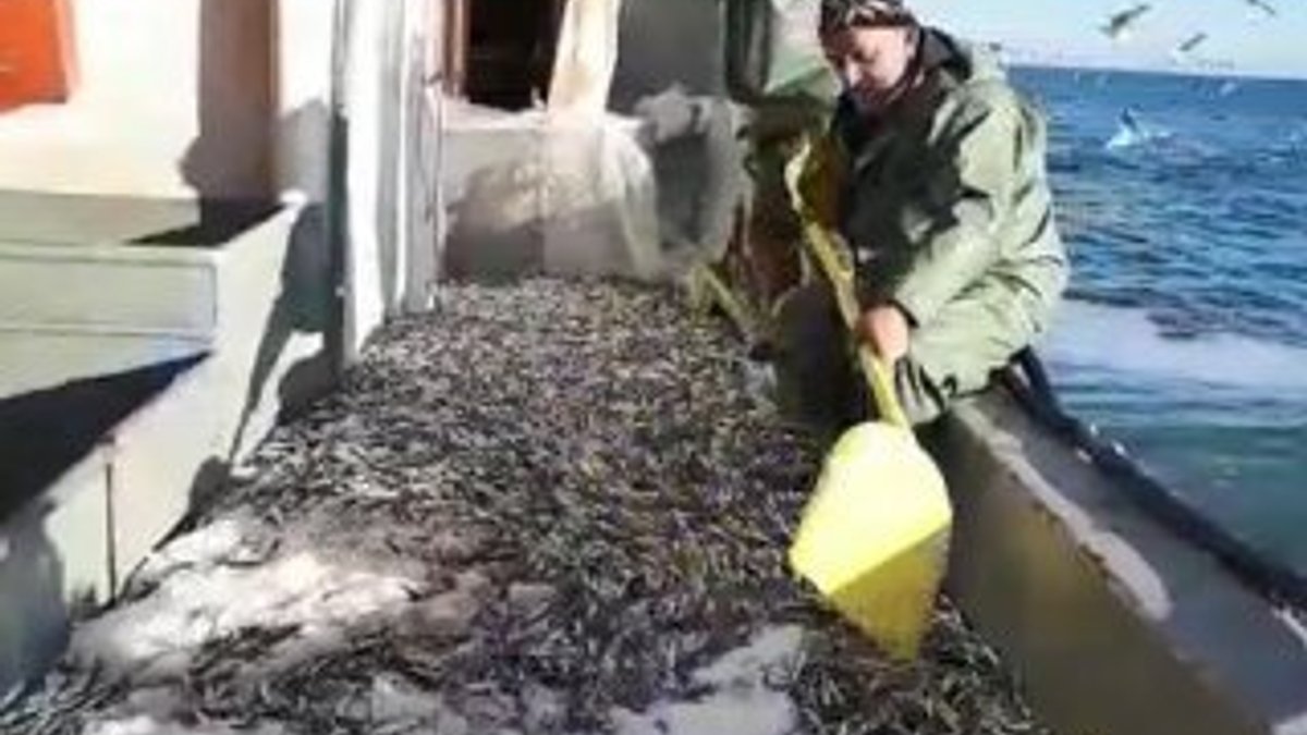 Denize açılan balıkçılar 3 bin kasa hamsiyle döndü