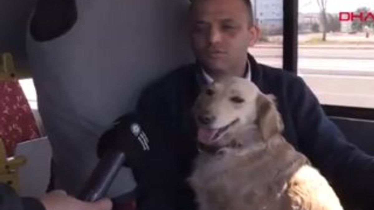 Antalya'da sahibini kaybeden köpek otobüse sığındı