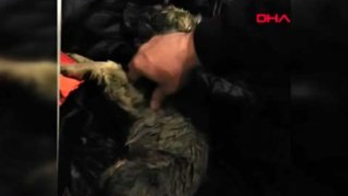 Erzurum'da soğuktan donan köpeğin hayatını kurtardı