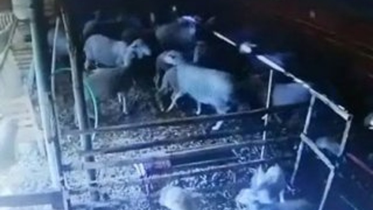 Manisa'da koyunların depreme tepkisi