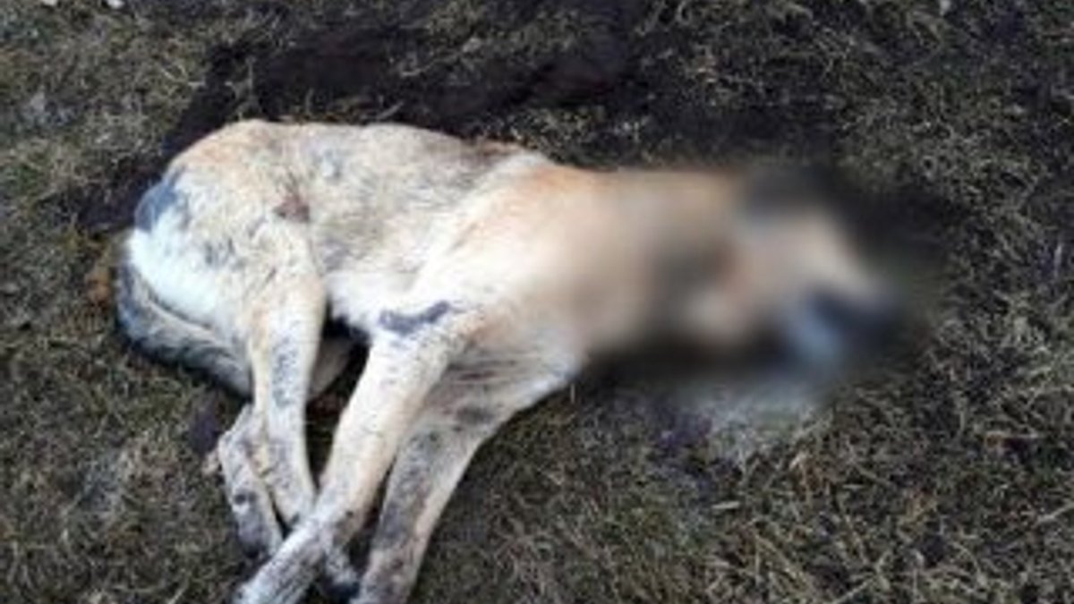 Ankara'da 20 sokak hayvanı zehirlenerek öldürüldü