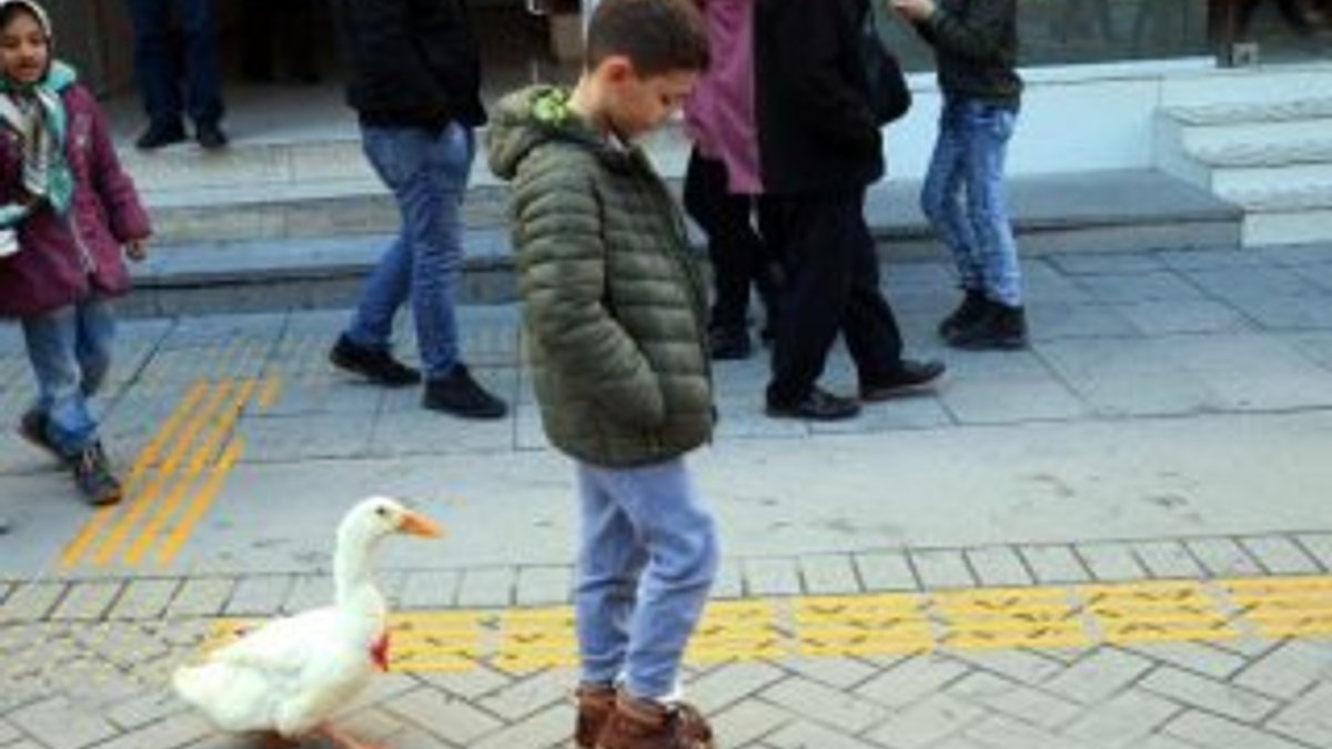 Caddede sahibinin arkasından yürüyen ördek