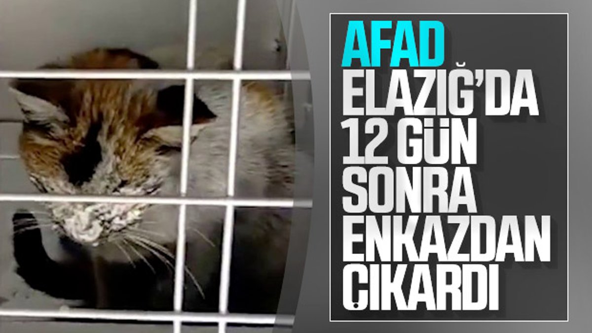 Elazığ'da enkaz altındaki kedi, 12 gün sonra kurtarıldı