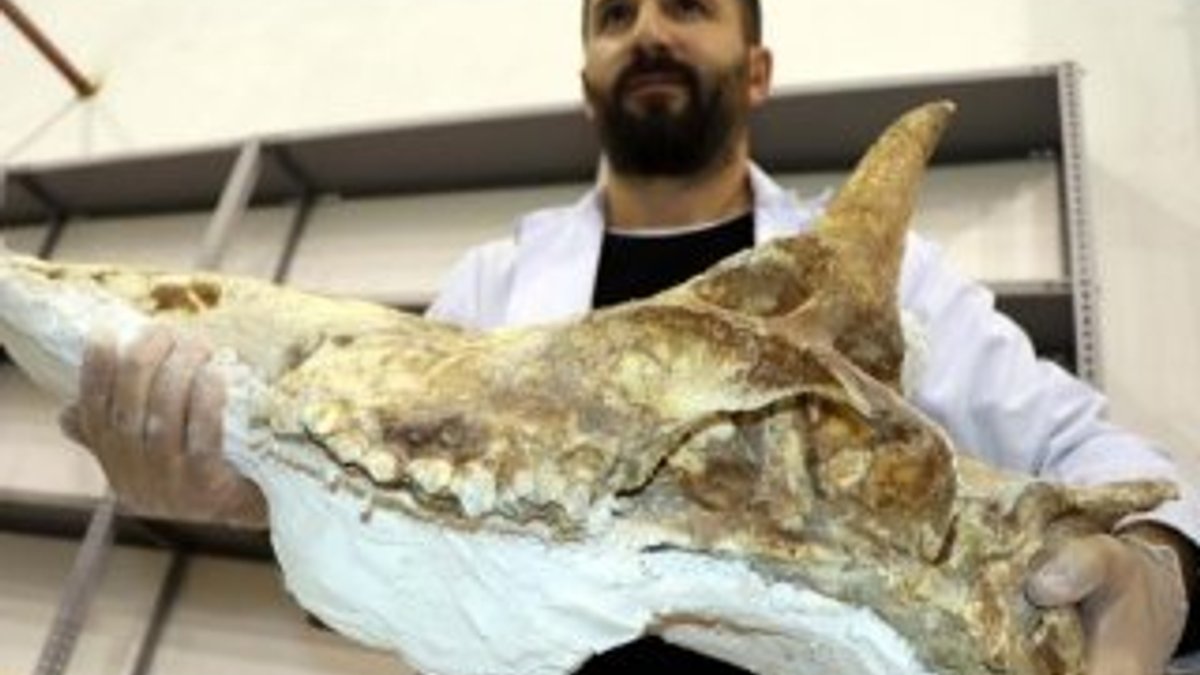 Kazıda bulunan 7,5 milyon yıllık zürafa kafatası temizleniyor