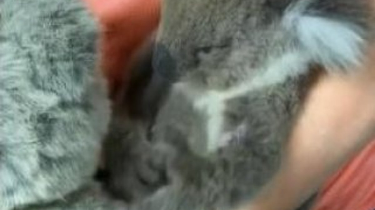 Öksüz koala, oyuncak ayıyı annesi zannetti