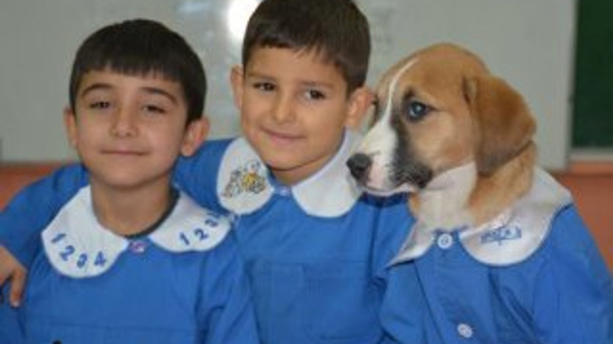 Tokat'ta yaralı bulunan köpek okulun maskotu oldu
