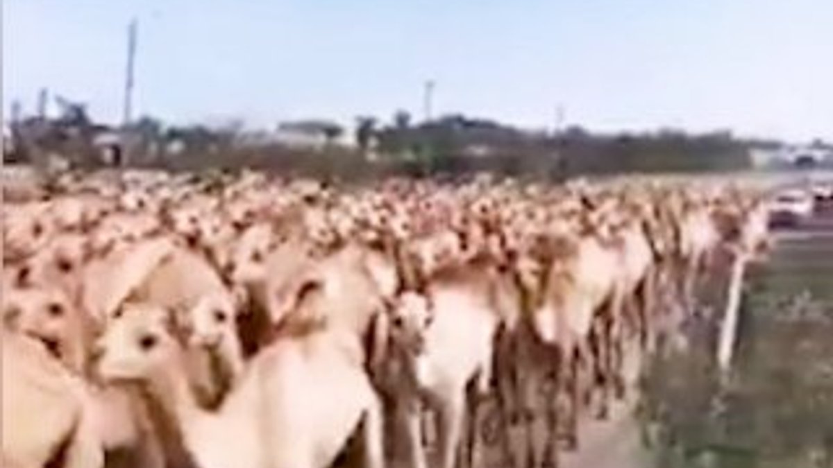 Trablus limanı bombalanınca develer tahliye edildi