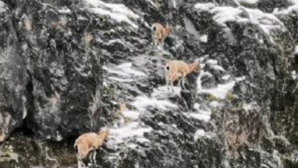 Tunceli'de dağ keçileri ilçeye indi