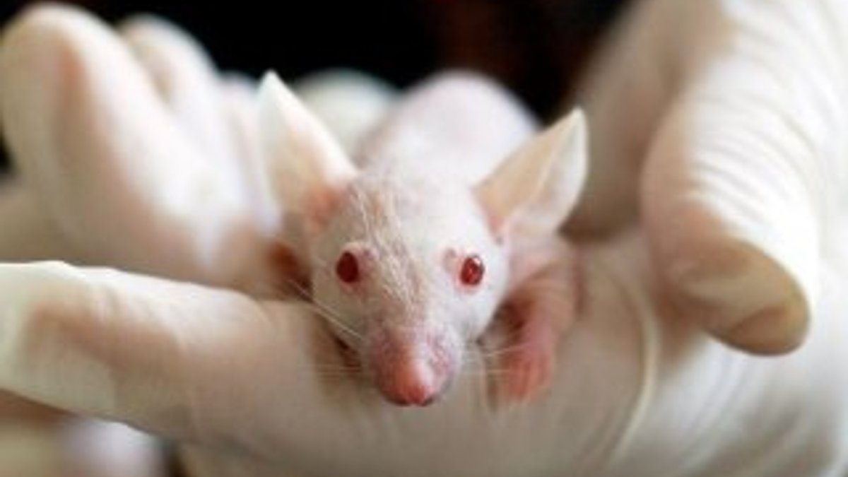 ABD'de koronavirüs aşısı farelerde denenmeye başlandı
