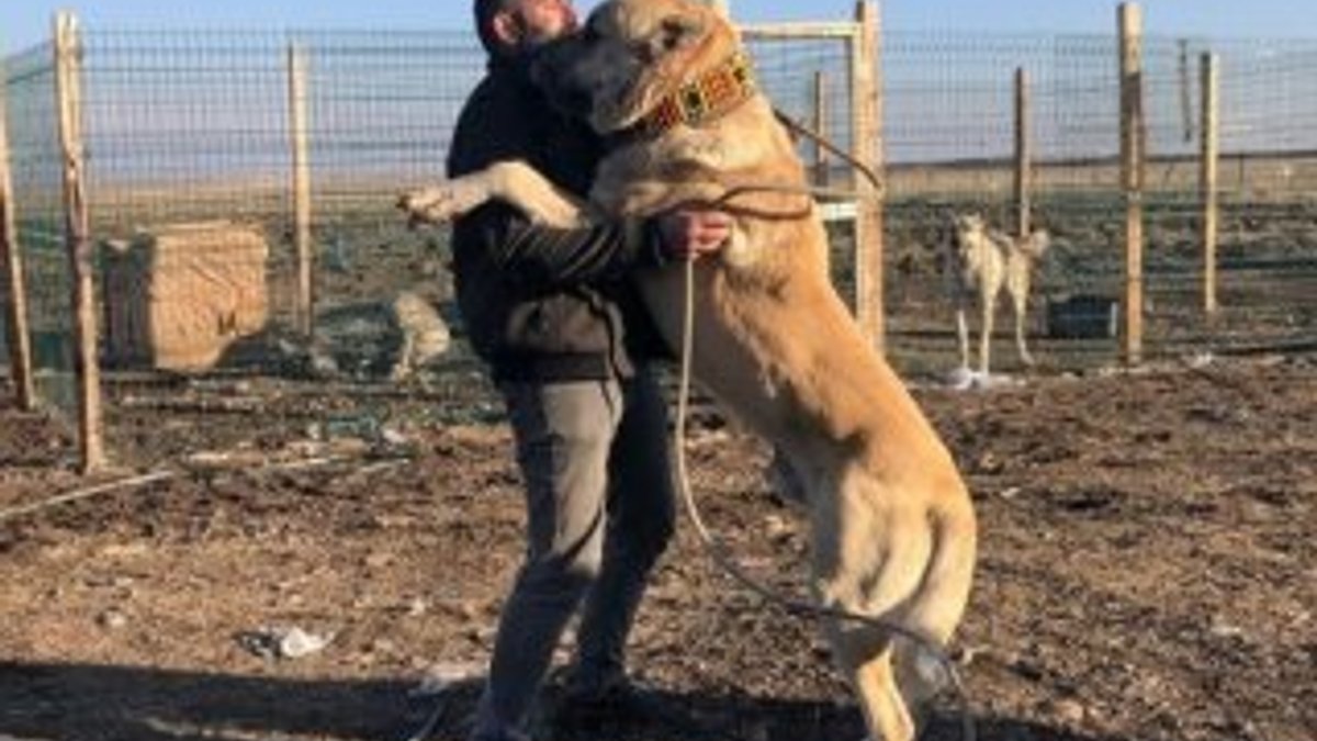 Kars'taki evini köpek sevgisi yüzünden sattı