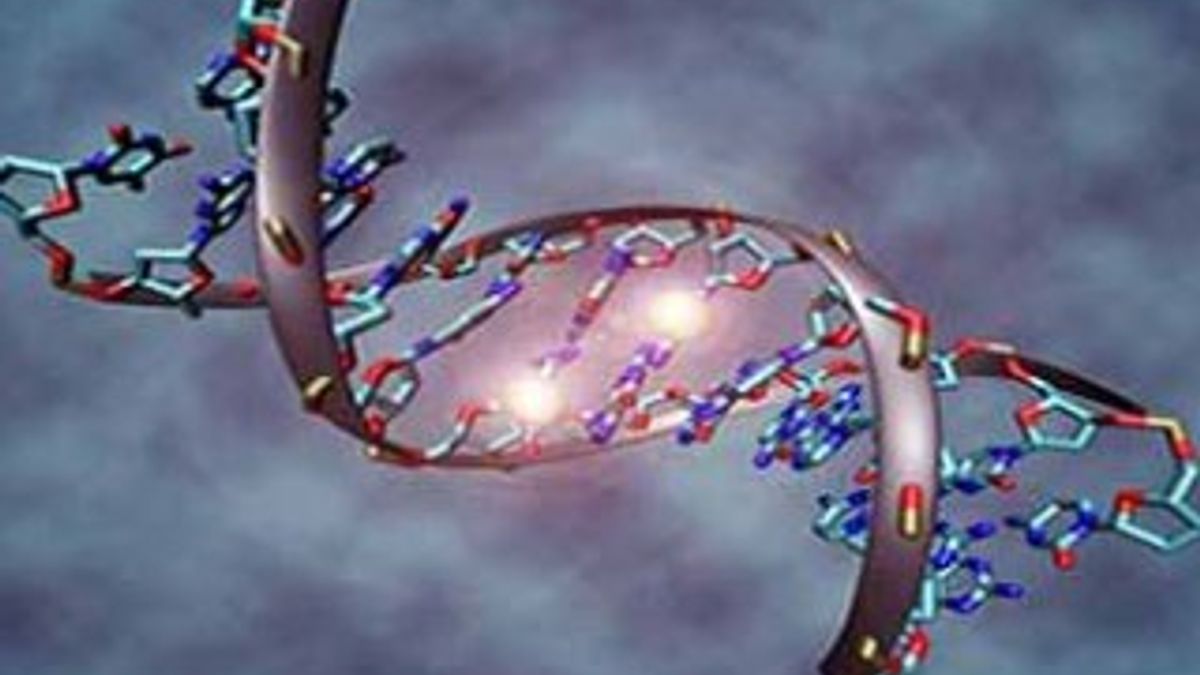 Tümör Protein p53 Nedir?