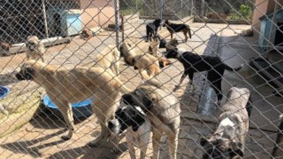 Adana'daki barınakta aç kalan köpekler birbirini yedi