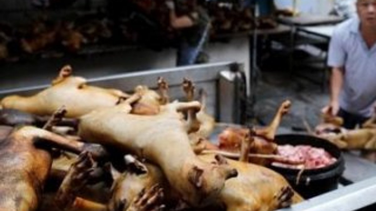 Çin'de 1 Mayıs'ta kedi-köpek etine yasak geliyor