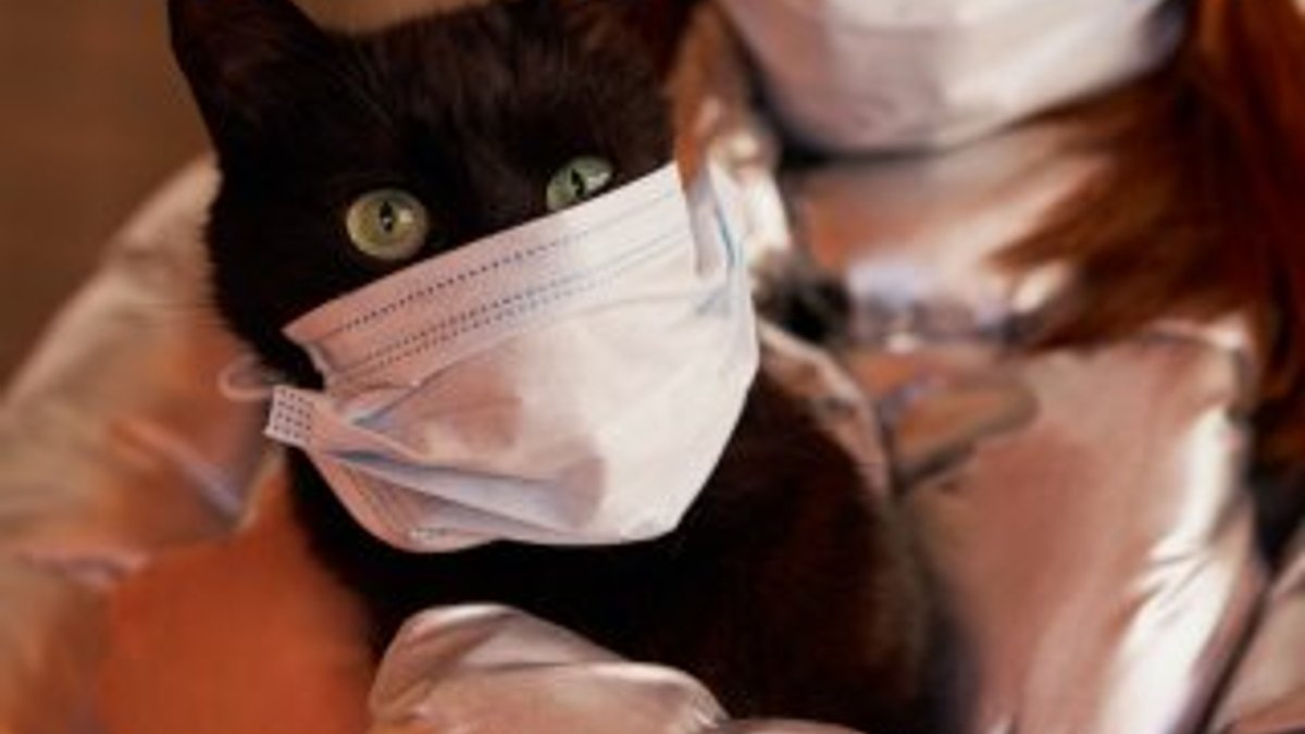 DSÖ: Evcil hayvandan virüs bulaştığı yönünde veri yok