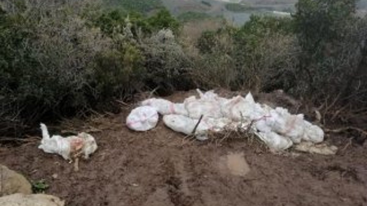 Araziye 400 tavuk ölüsü atıldı, sahibi 88 bin ceza aldı