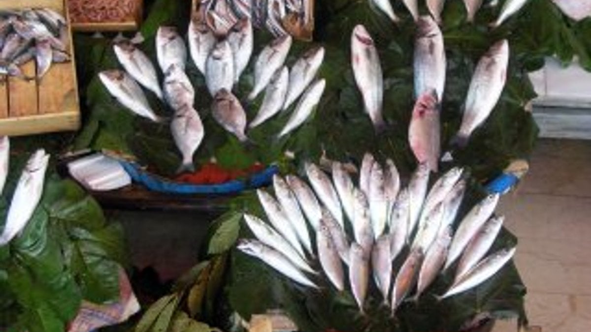Trol ve gırgırla avlanmak balıkların nesline zarar verdi