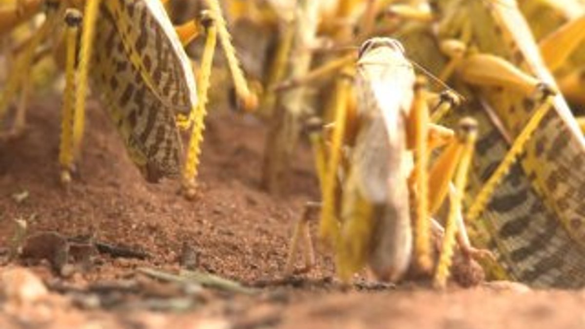 Afrika'da, çöl çekirgeleri istilası bekleniyor