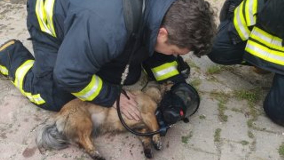 Muğla'da, yangın çıkan evde bulunan iki köpek kurtarıldı