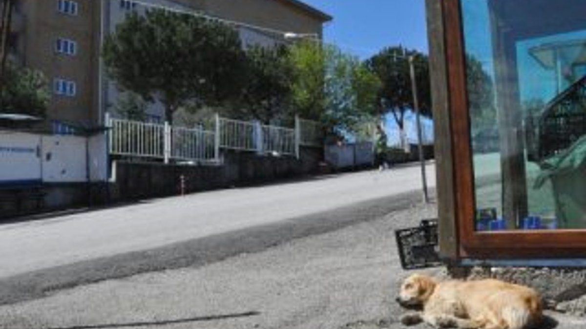 Sahibi tedaviye alınan köpek, hastane önünden ayrılmıyor