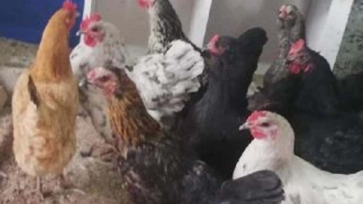 Tavuk hırsızını internete verdiği ilan yakalattı