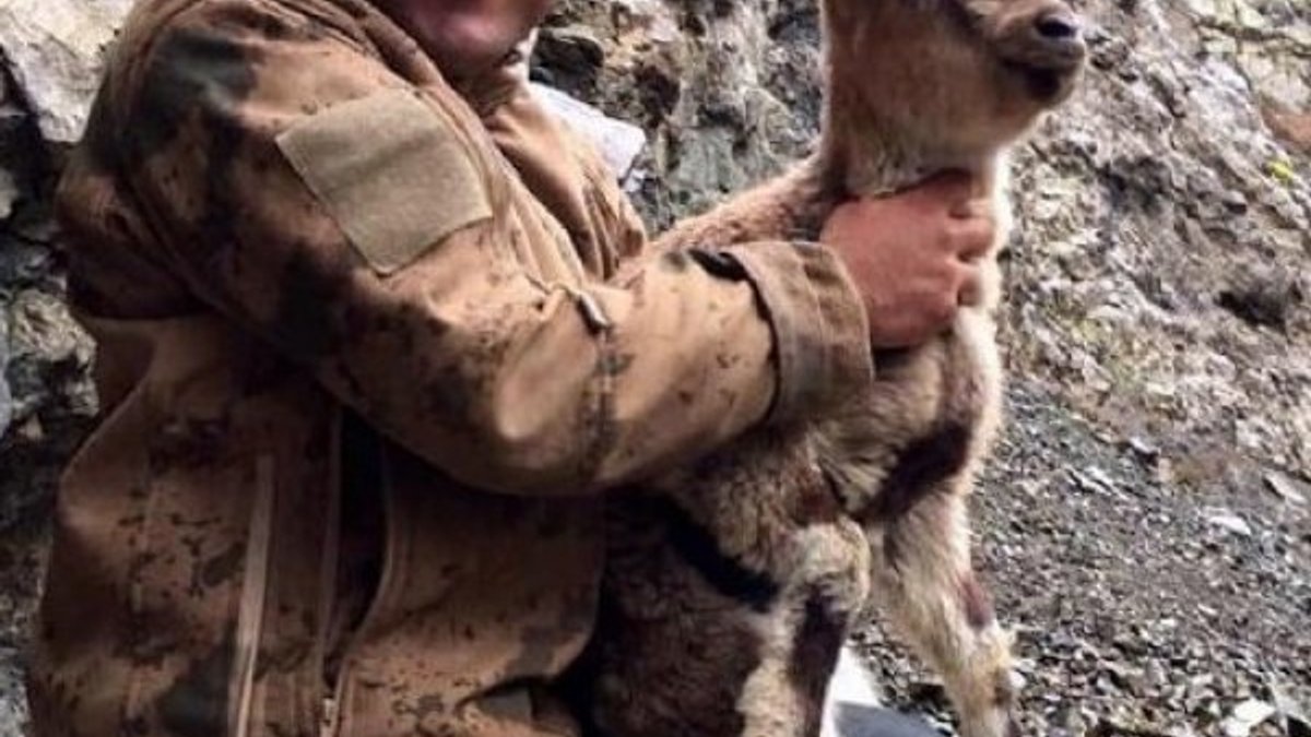 Yaralı dağ keçisini 5 kilometre boyunca sırtında taşıdı