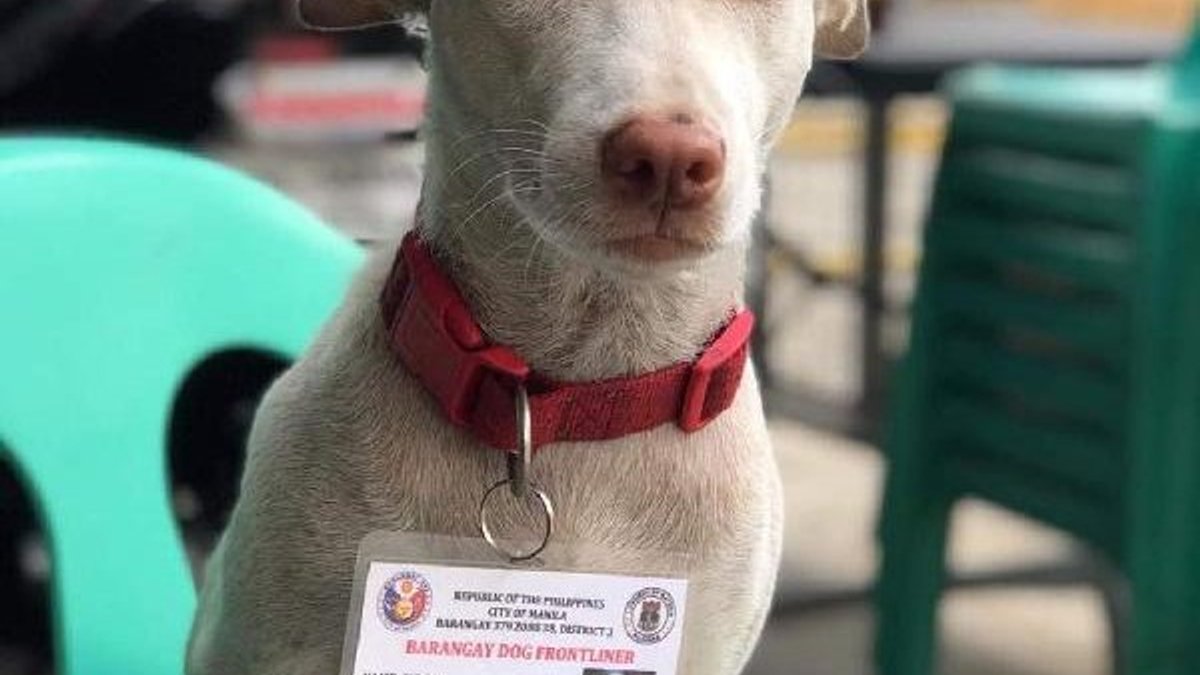 Filipinler'de görevli köpeğe kimlik kartı verildi