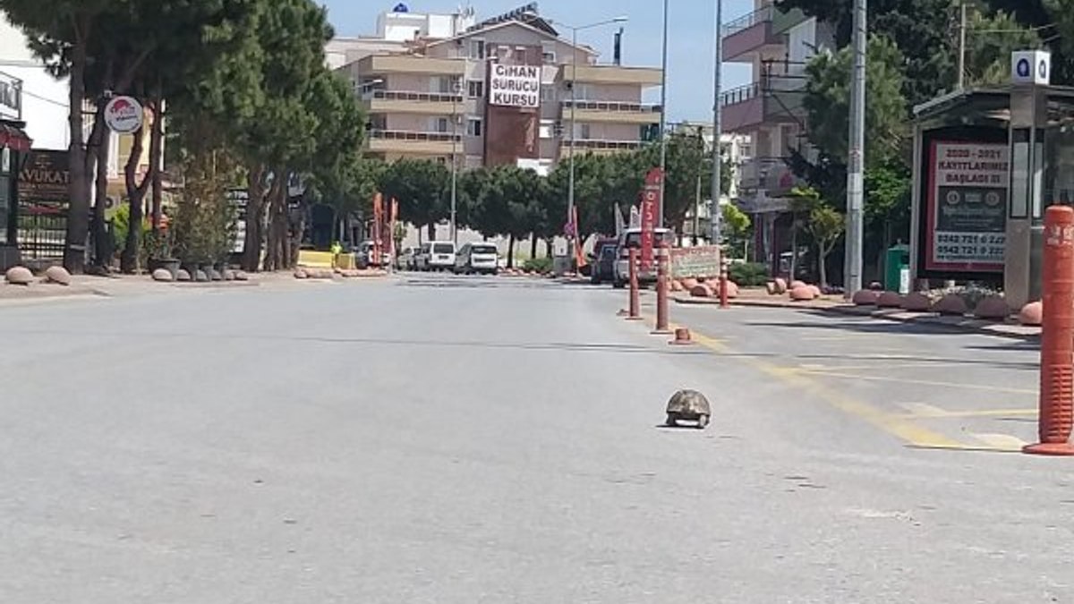 Kısıtlamayı fırsat bildi, sokak sokak gezdi