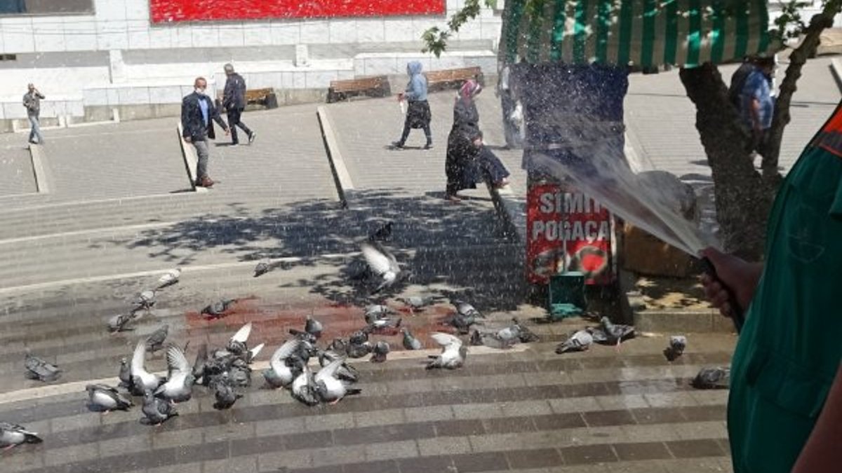 Bursa'da güvercinler banyo yapmak için sıra bekliyor