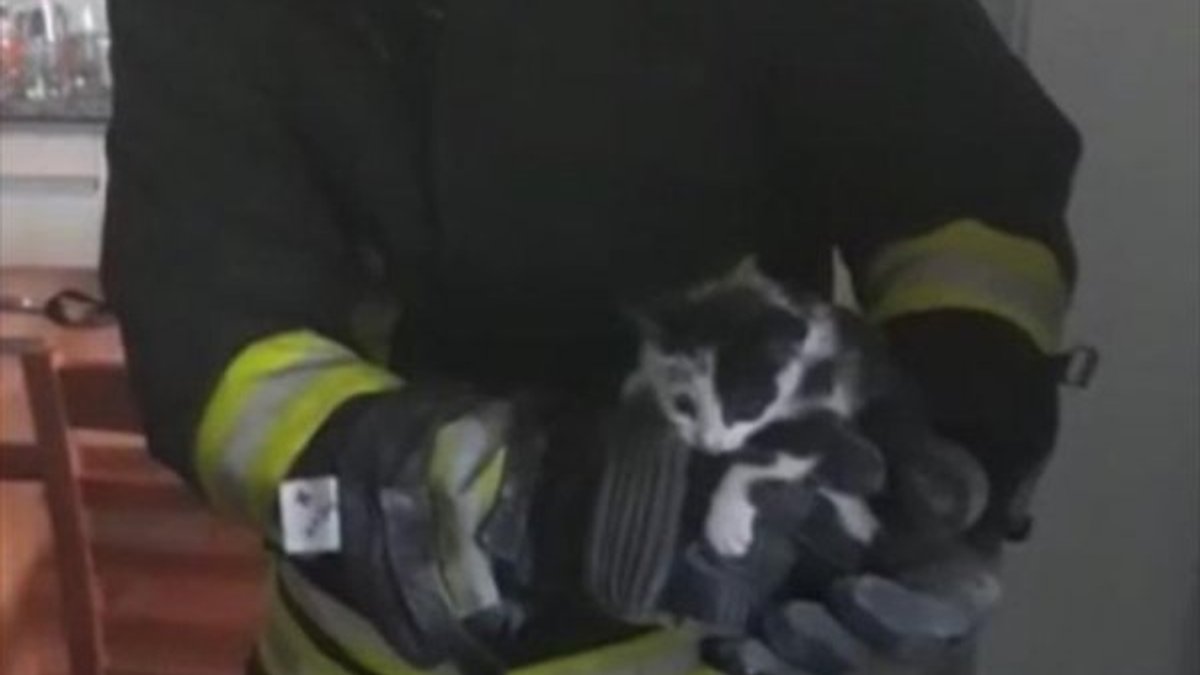 Boruya sıkışan yavru kediyi itfaiye kurtardı