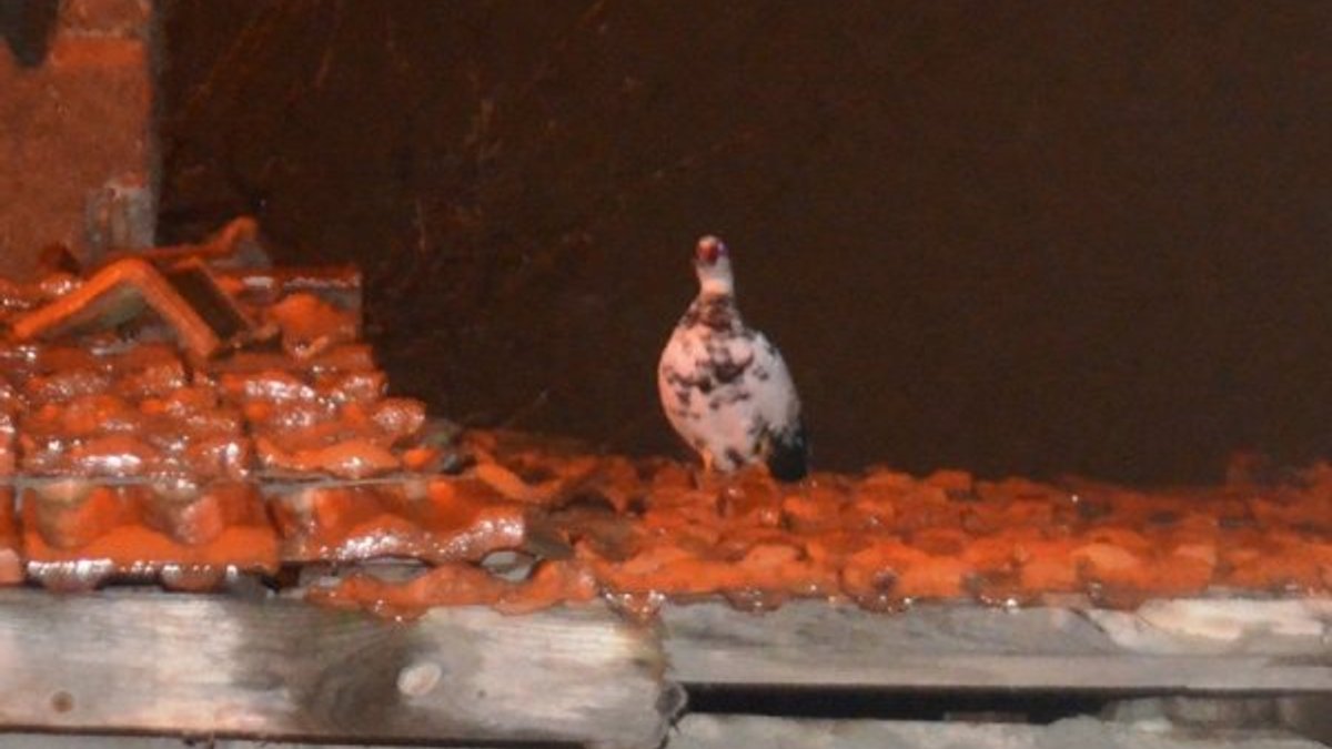 Kütahya'da çatıda mahsur kalan ördeği itfaiye kurtardı