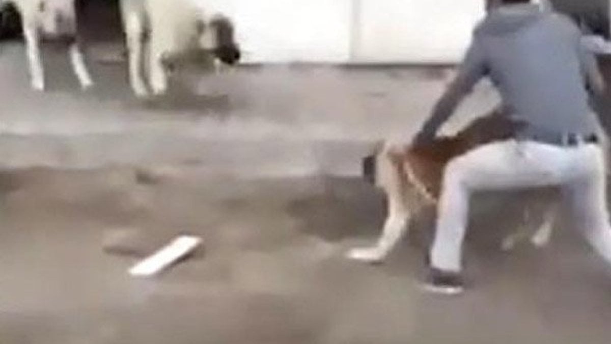 Sokak köpeğini 2 kangal köpeğiyle dövüştürdü